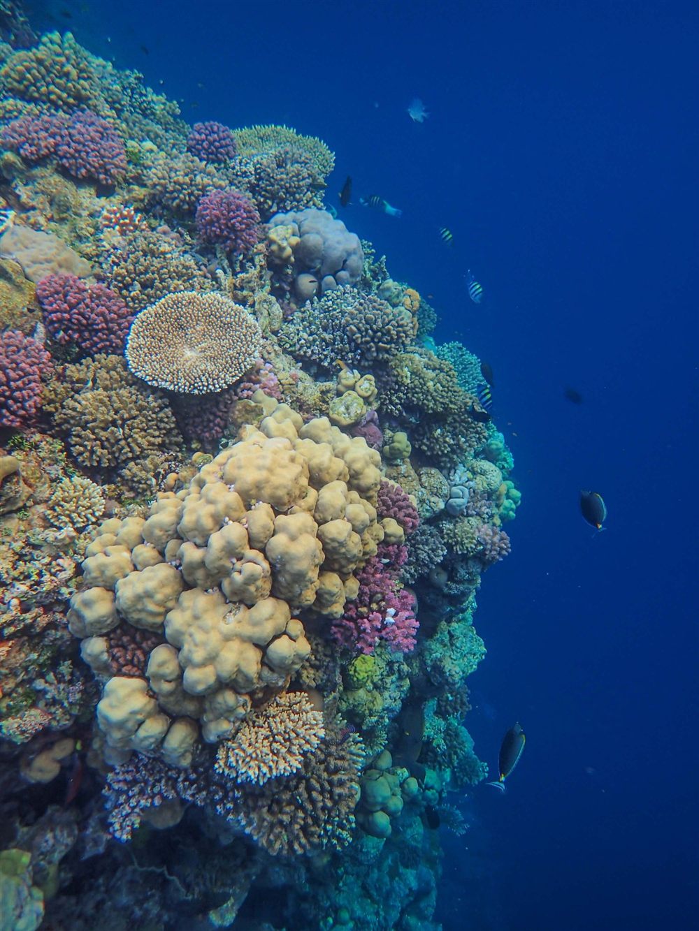 A colourful coral reef wall dropping into deep blue water, with reef fish swimming past